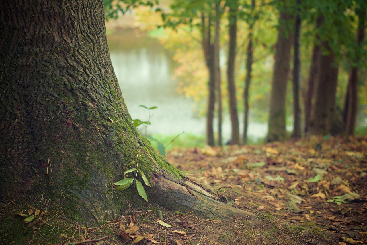Erecting Safe Tree Houses - Things to Remember